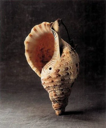 shell.jpg