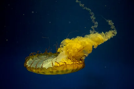Yellow Jellyfish