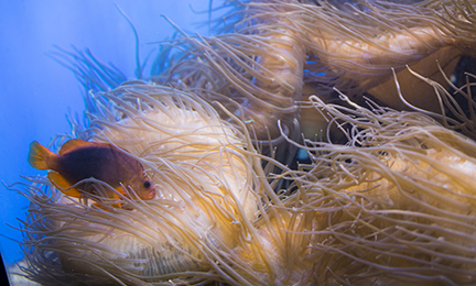 Orange fish Entangled