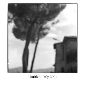 costacciaro tree.jpg