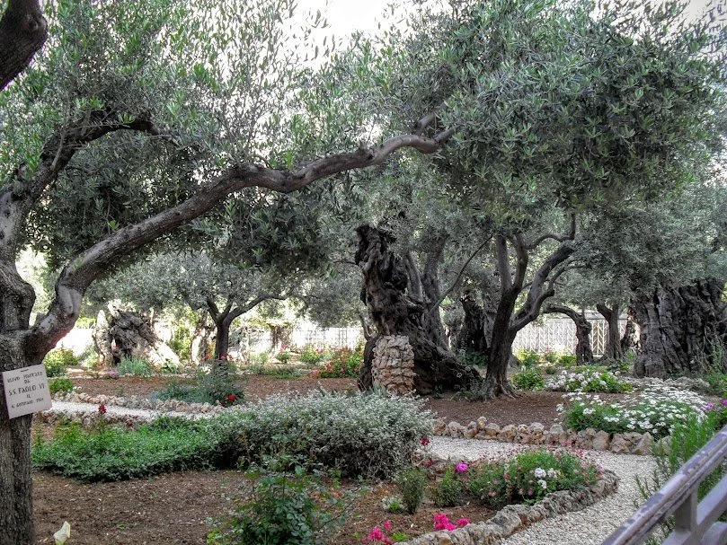 Gethsemane Oliver Grove