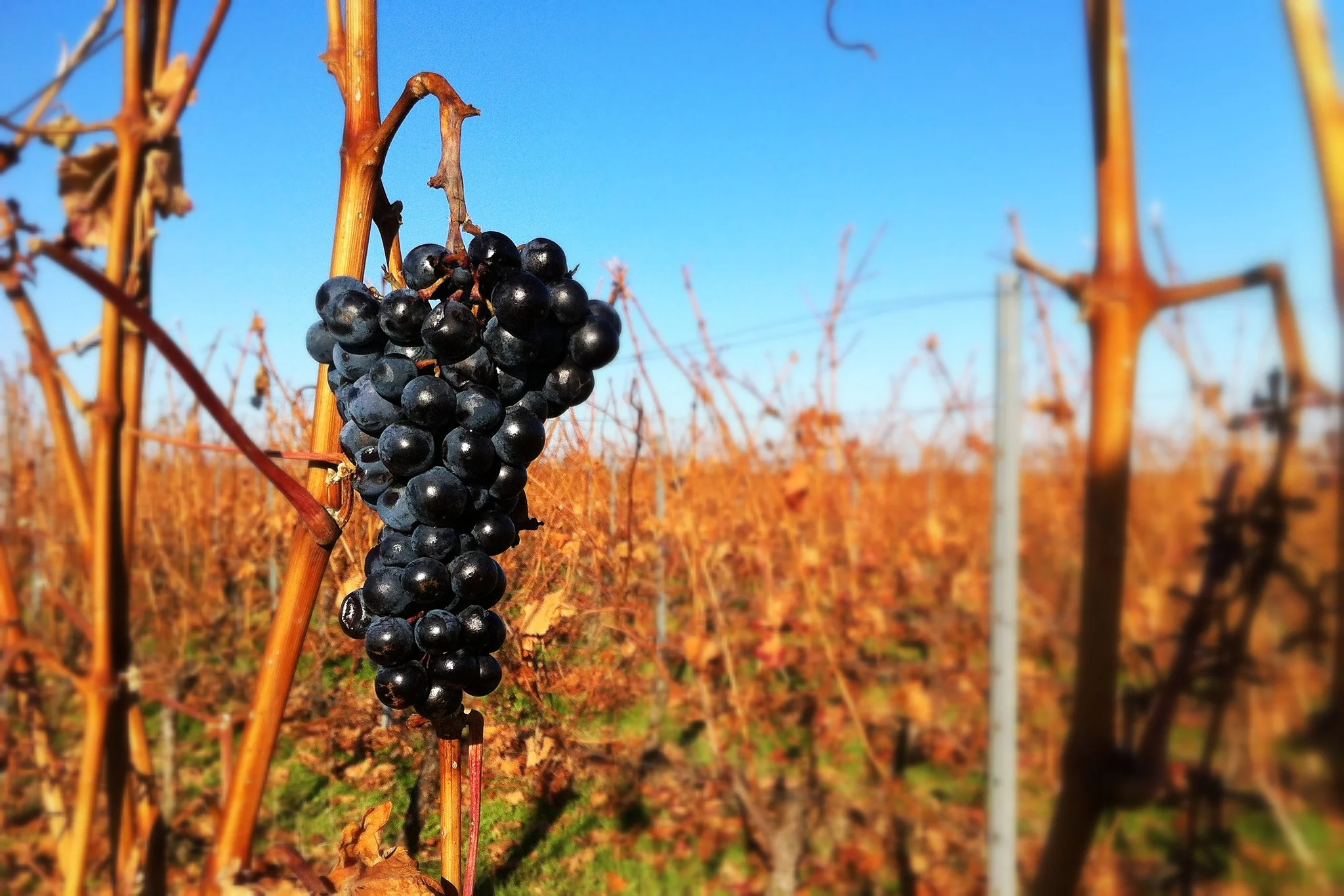 Rheinhessen im Herbst. Frank Hamm, 2012. Lizenz: Creative Commons BY-NC-ND