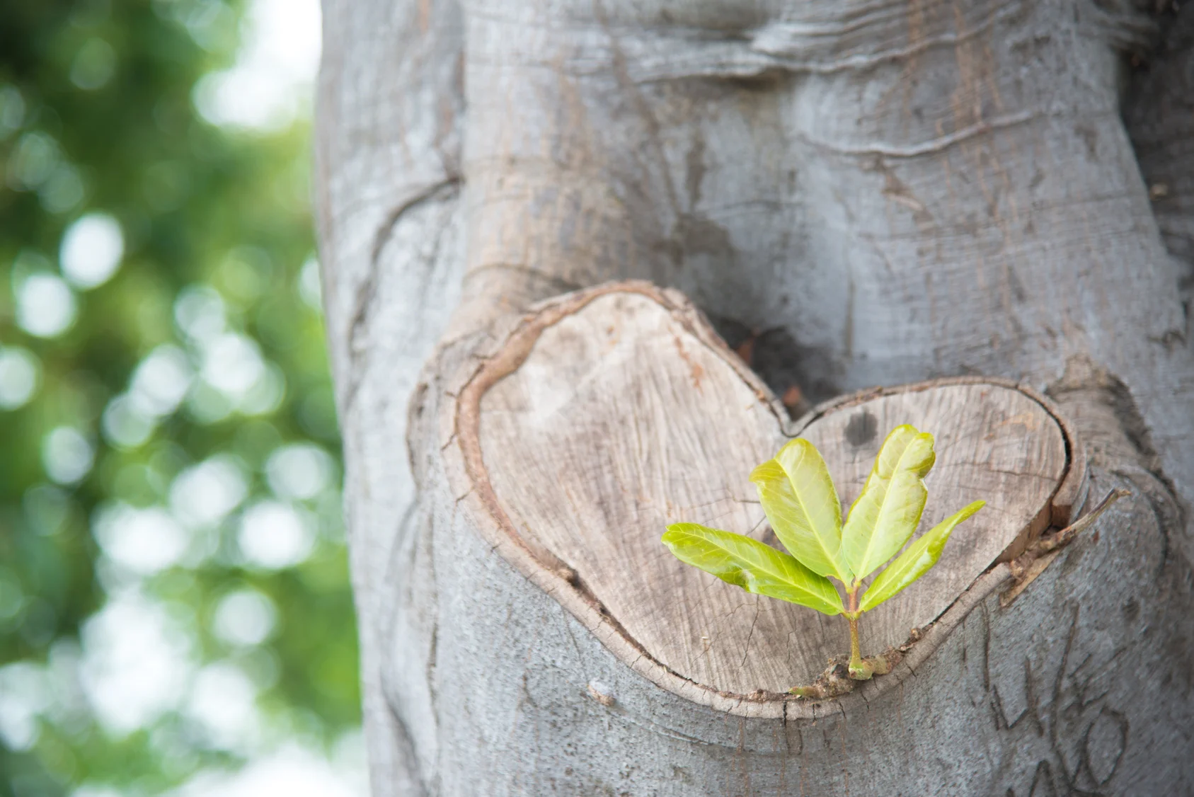 heart shape wood and sprout