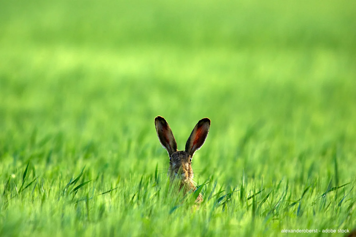 1200 AdobeStock_84800709.jpg