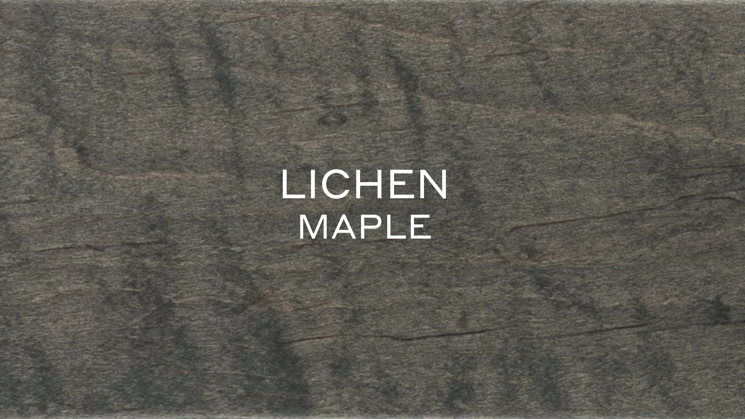 LICHEN MAPLE.jpg