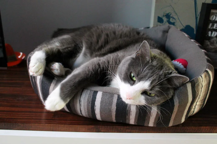 December Cats 4.jpg