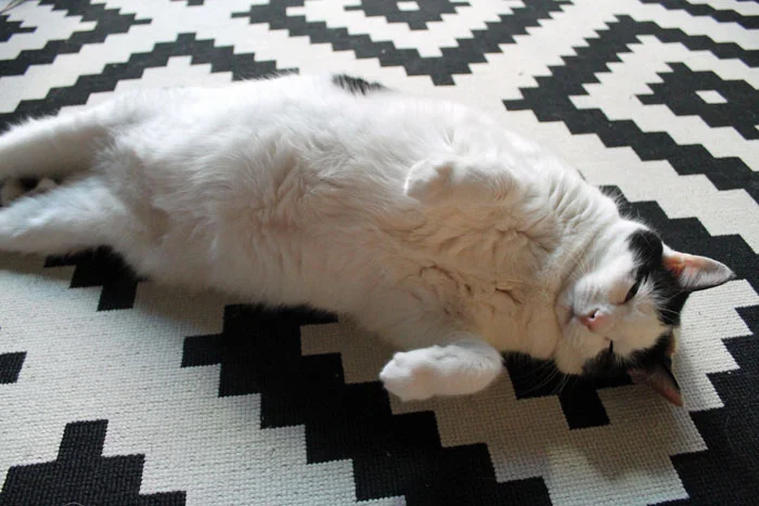 December Cat 2.jpg
