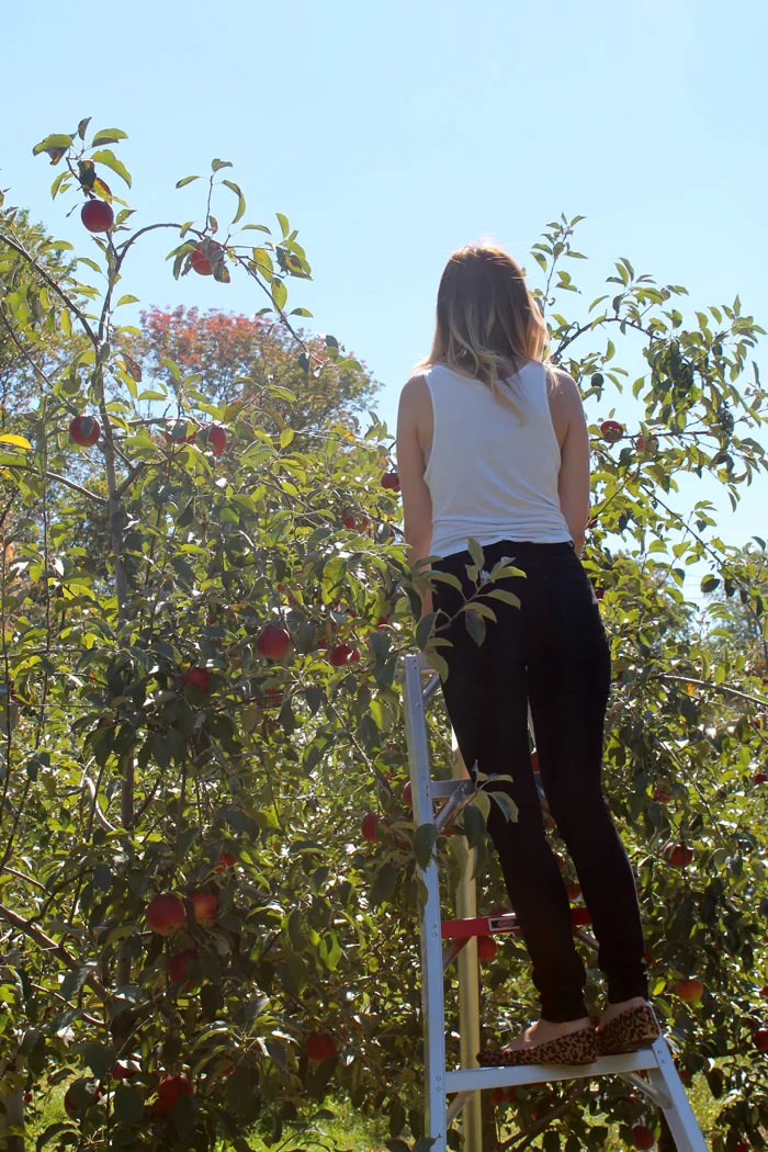 Apple-Picking-3.jpg