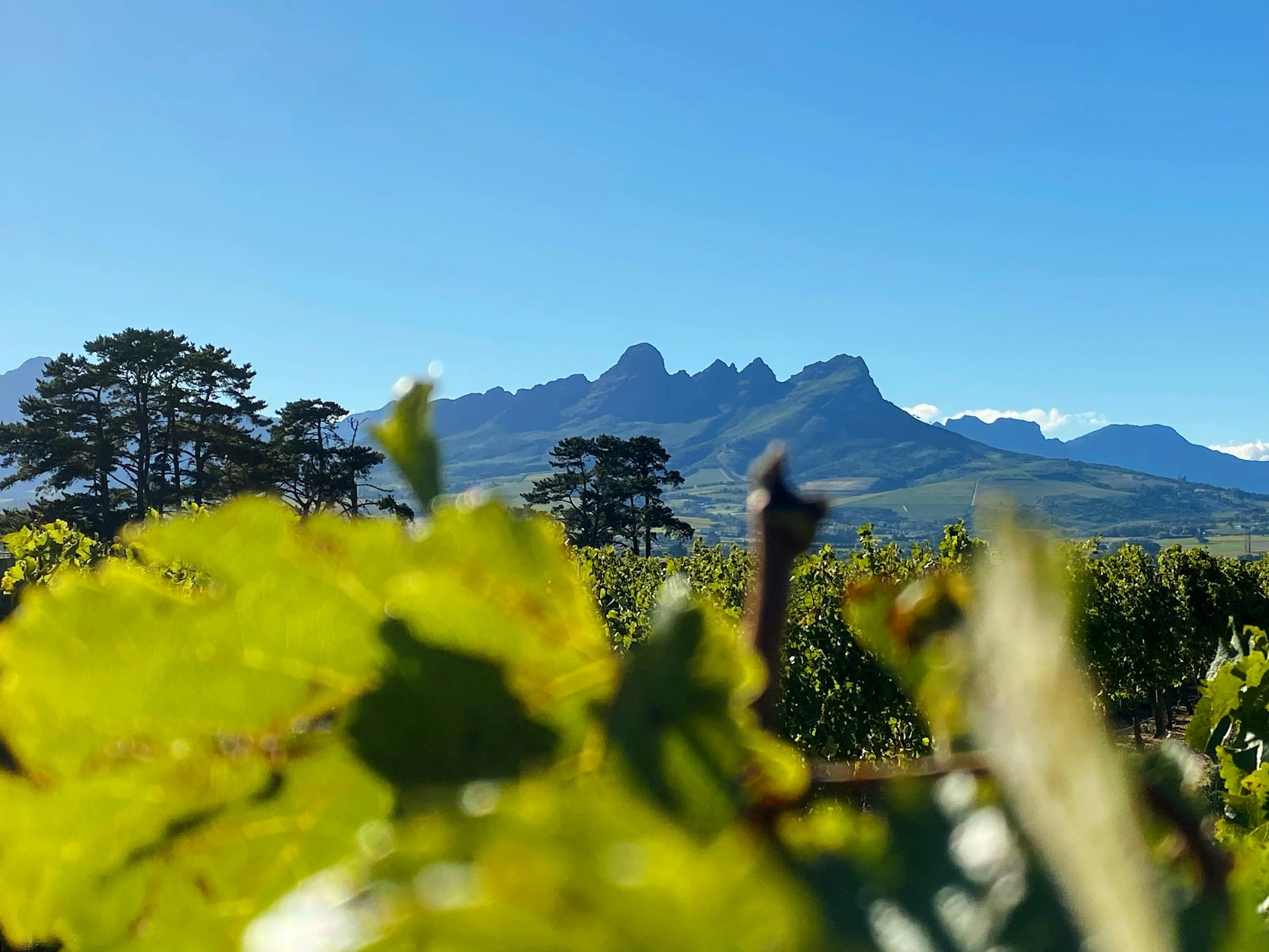 Wine Wedneday: South African Wines