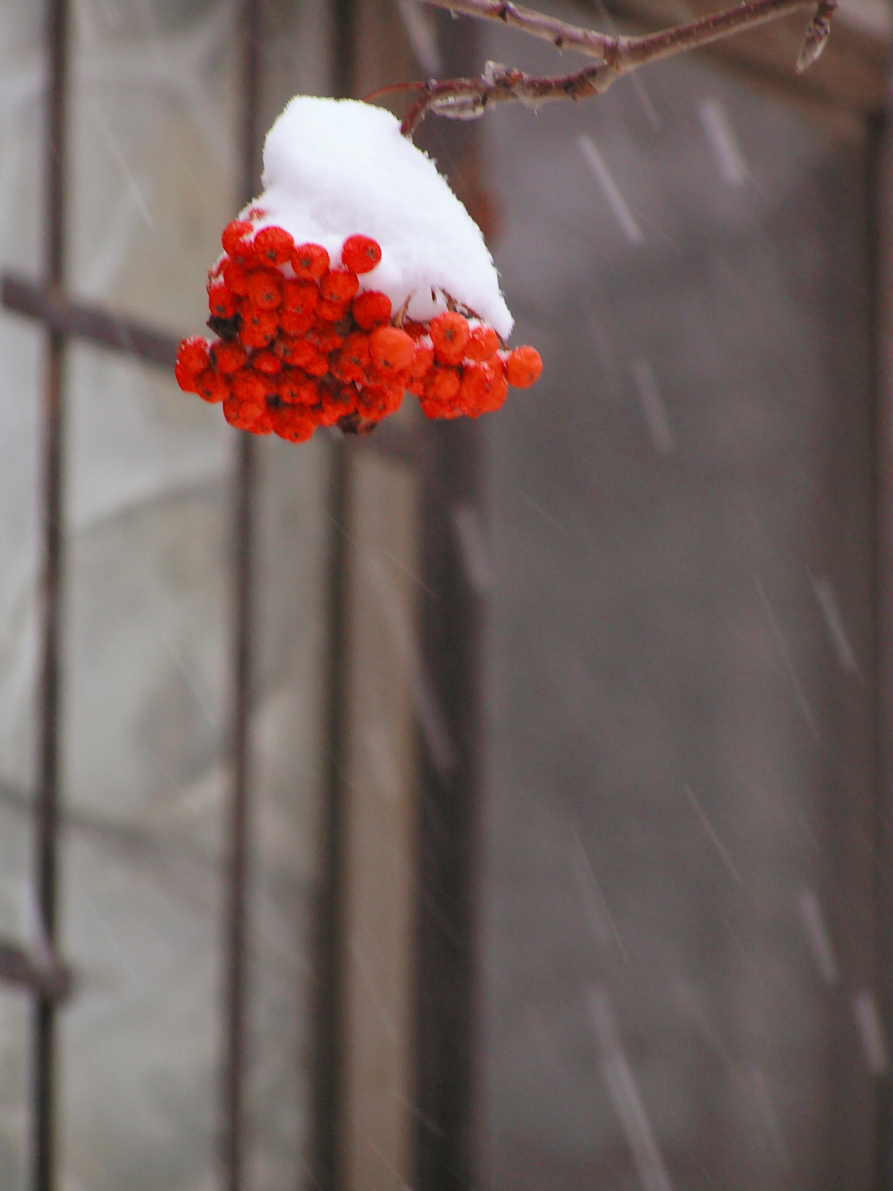 Sheltered in His Arms -by Lisa Buffaloe