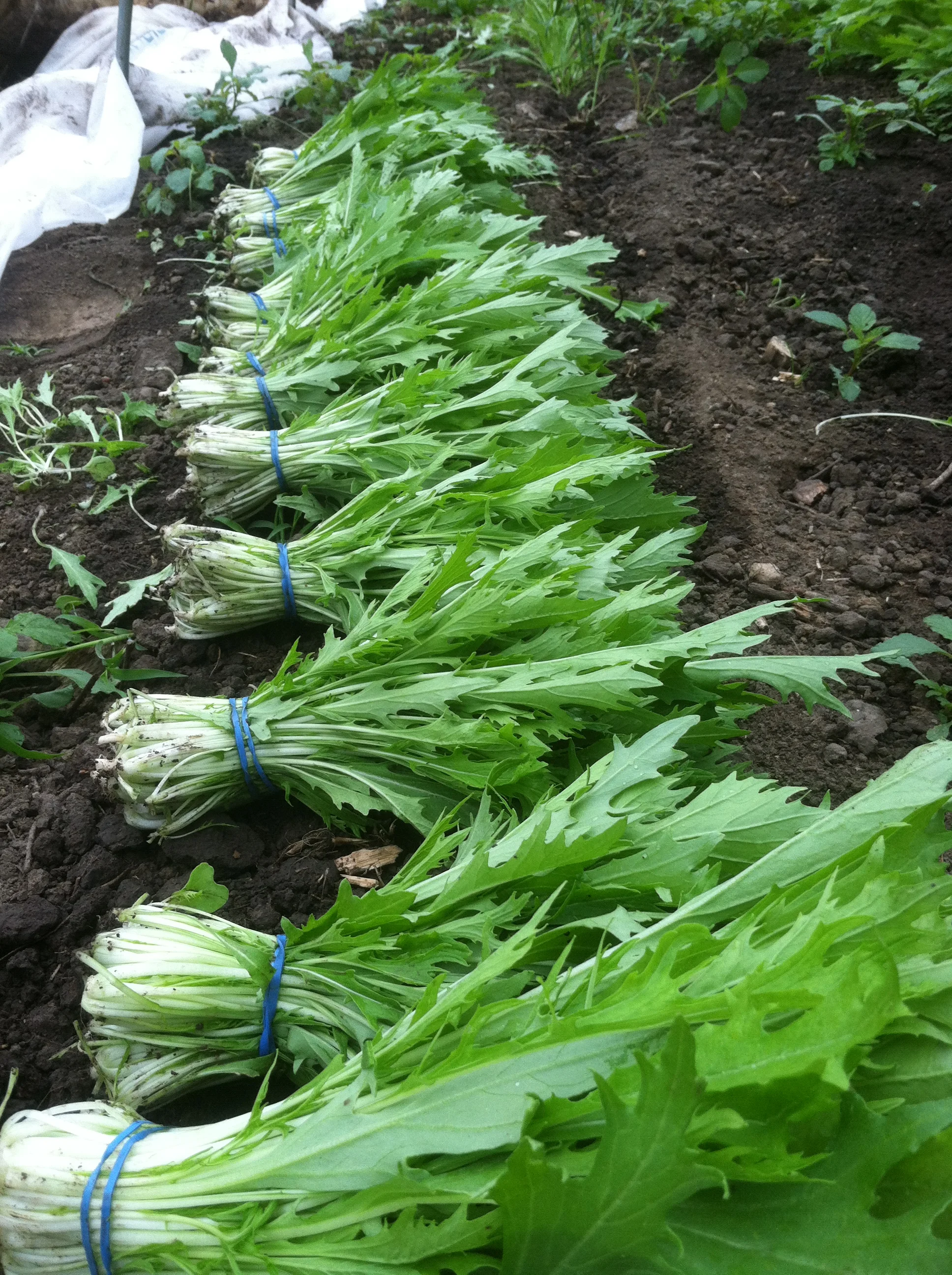 2012-06-01 07.04.20.jpg