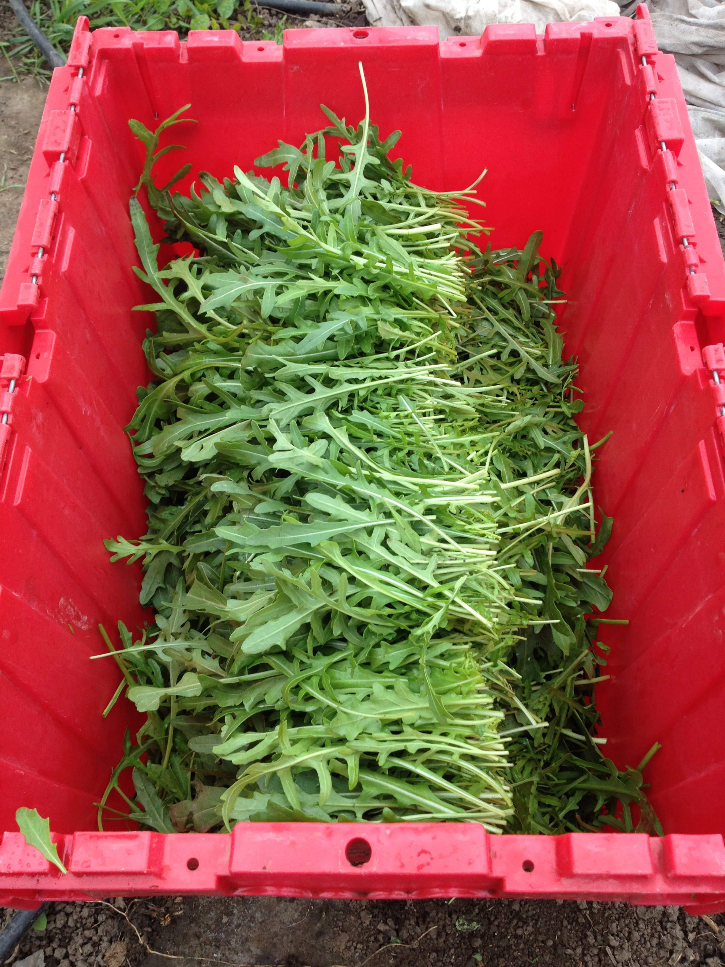 Arugula ready for market
