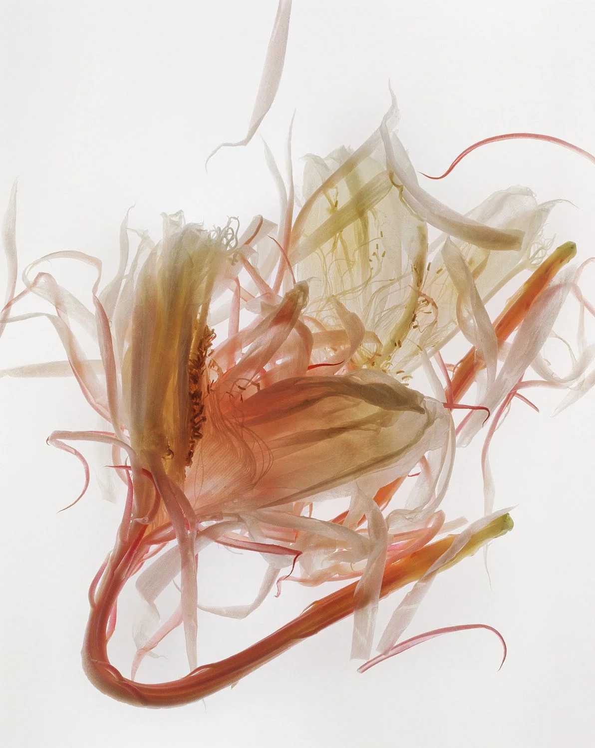 Cereus Composition IV- 034