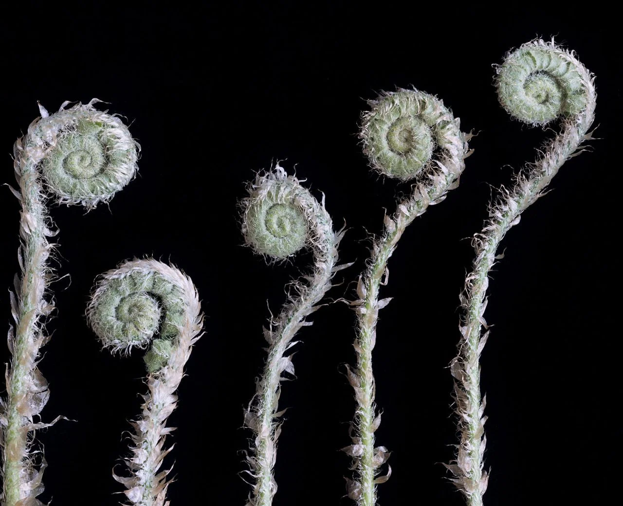 Fiddleheads I- 015