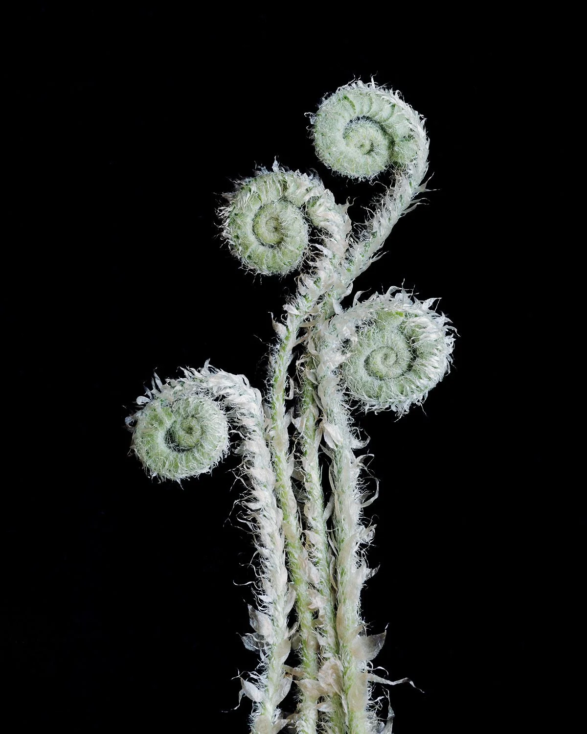 Fiddleheads II- 042