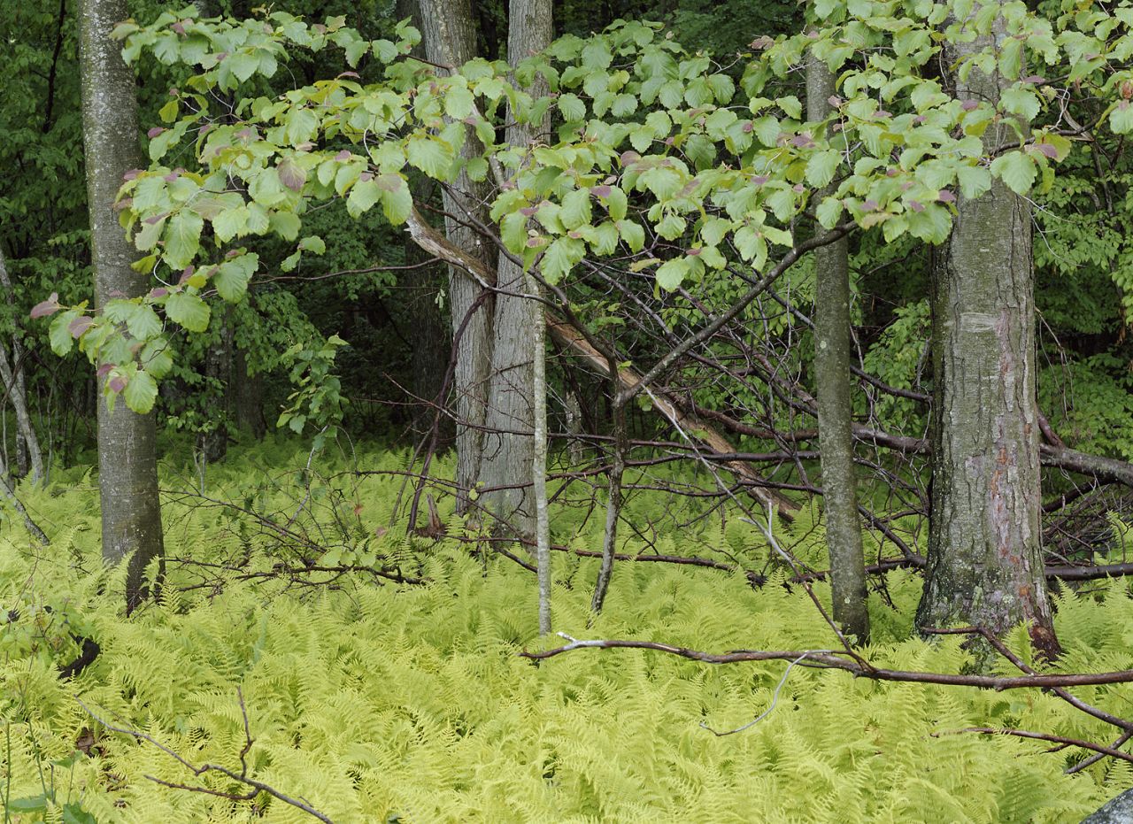 Trees With Ferns- 047