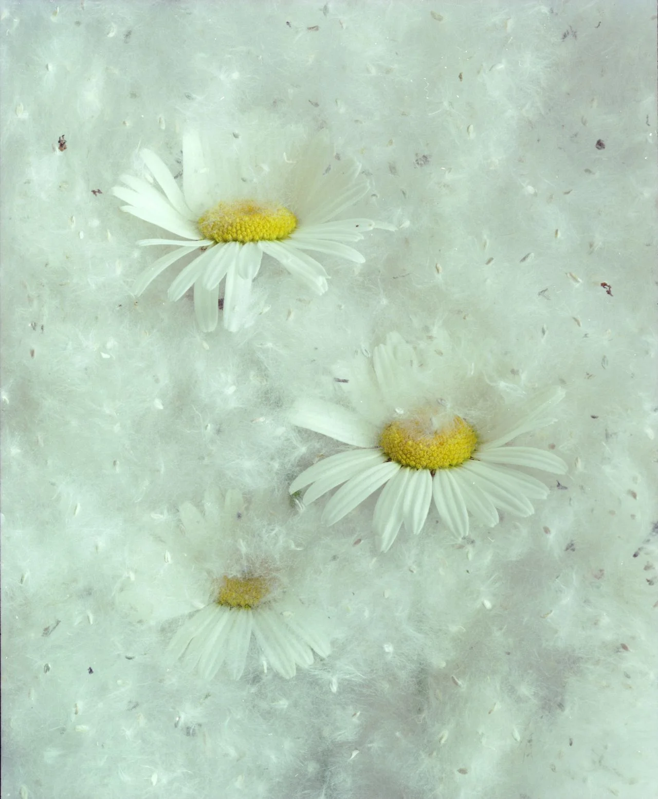 Dasies And Cottonwood Seed- 057