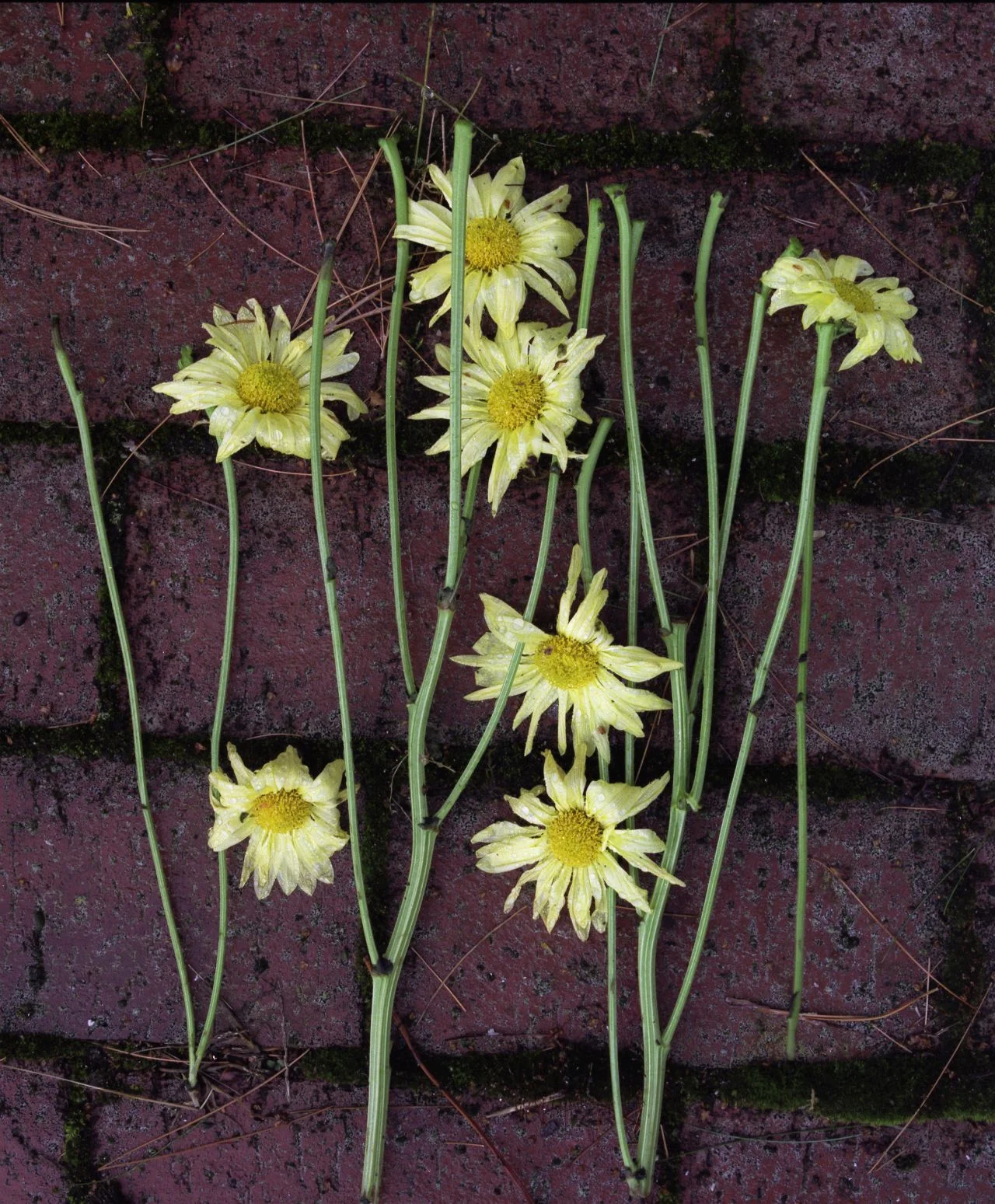 Bricks And Flowers- 068