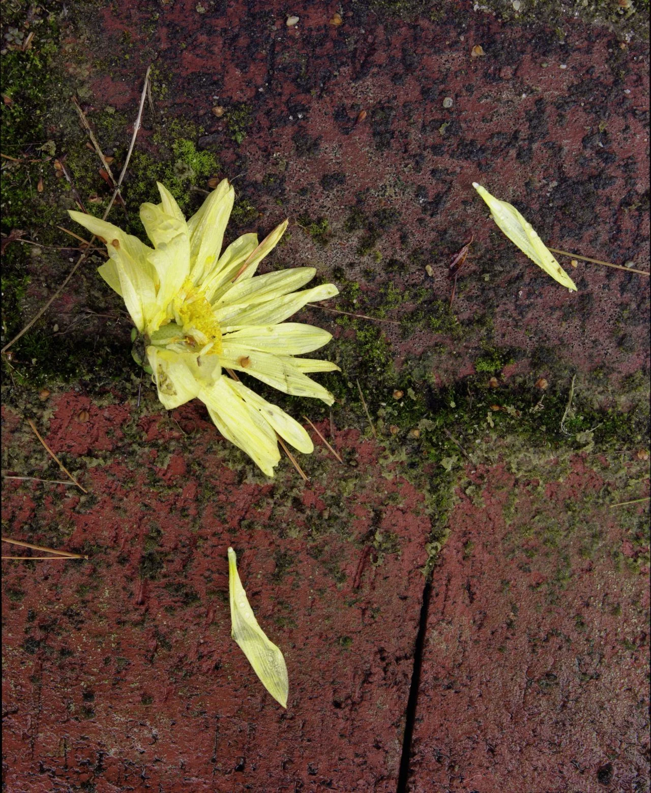 Flower On Brick- 062