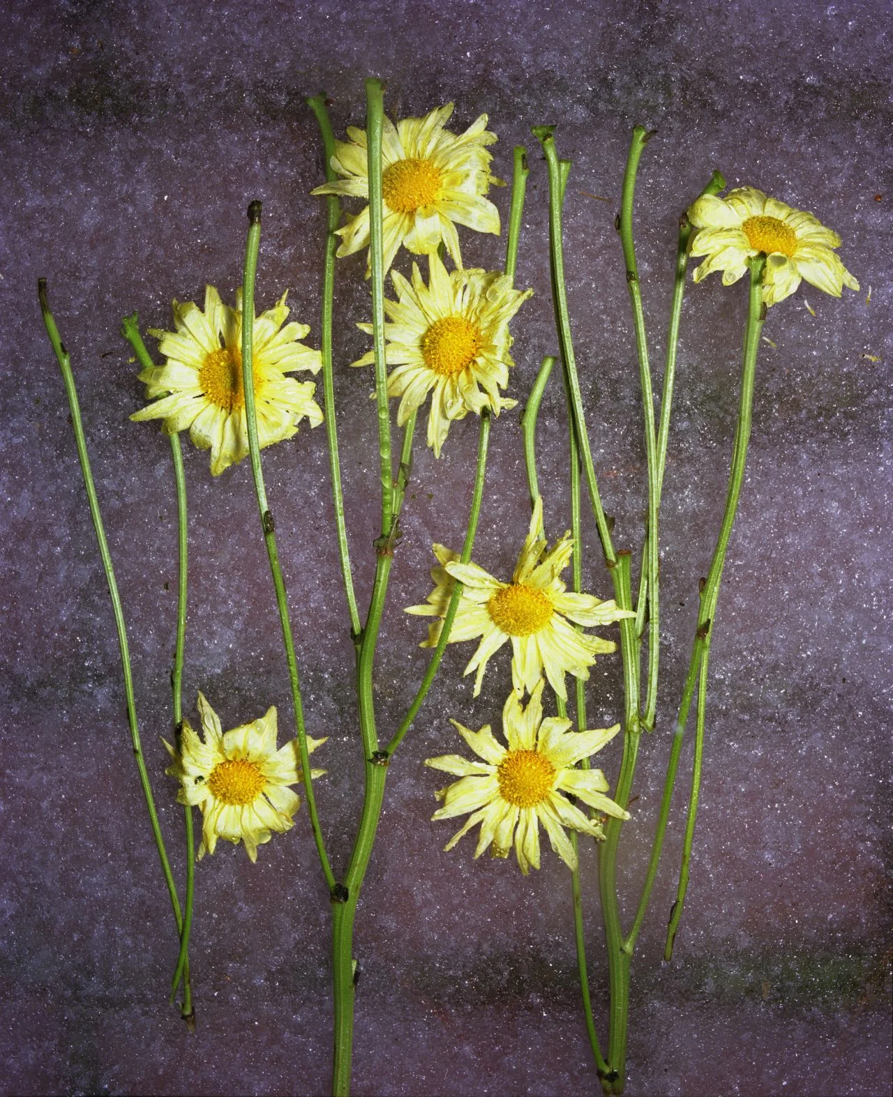 Ice And Flowers- 069