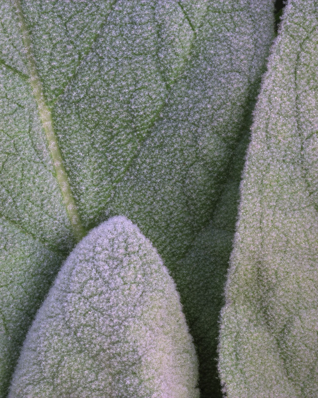 Mullein With Frost I- 065