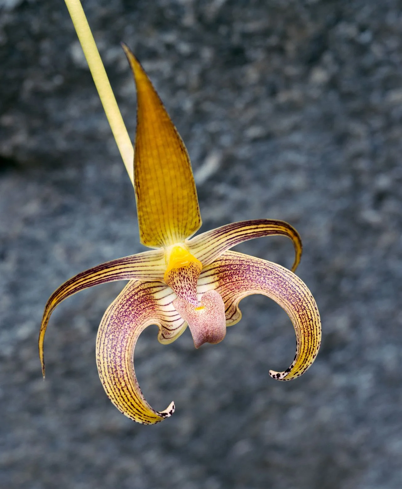 Belle's Orchids I- 087