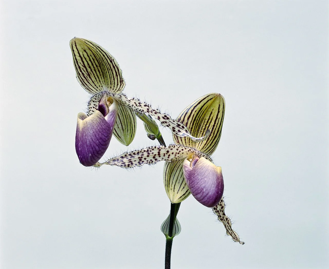 Belle's Orchids IV- 089