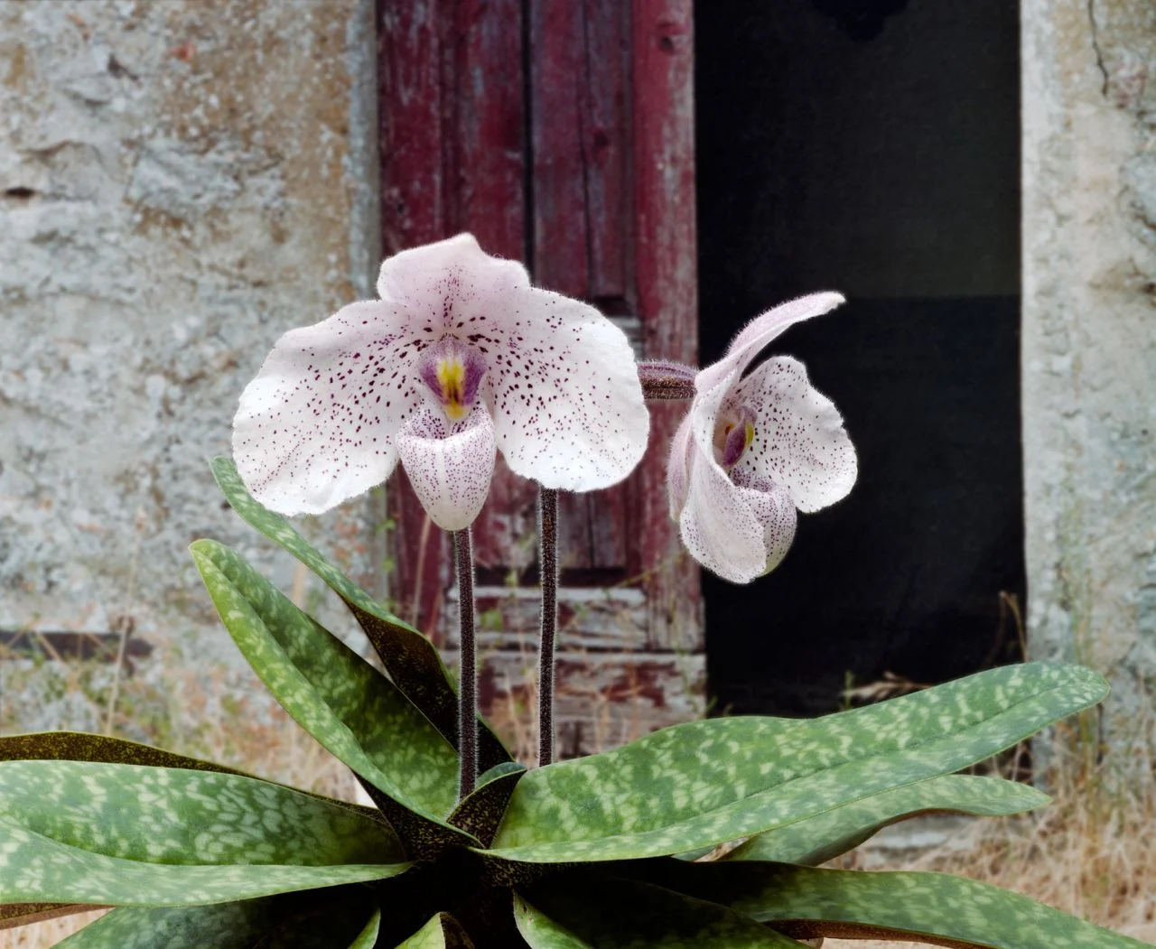 Belle's Orchids III- 090