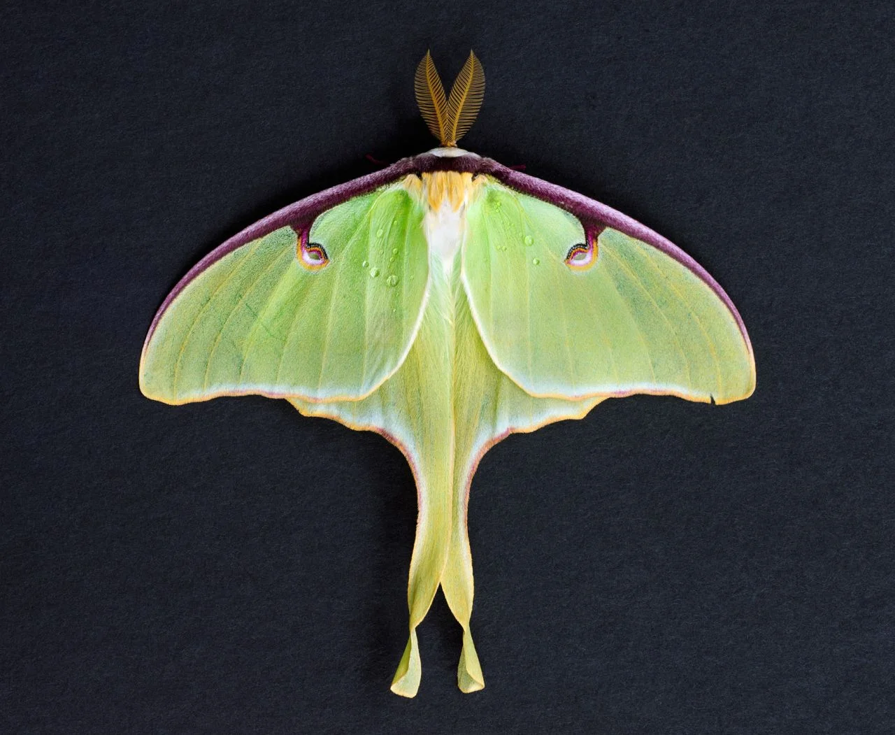 Luna Moth I- 078