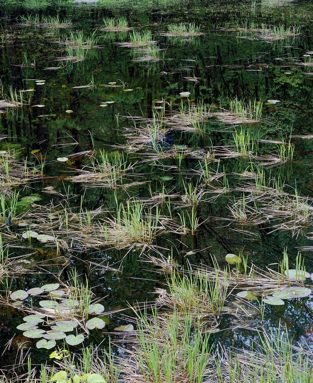 Lily Pads- 079