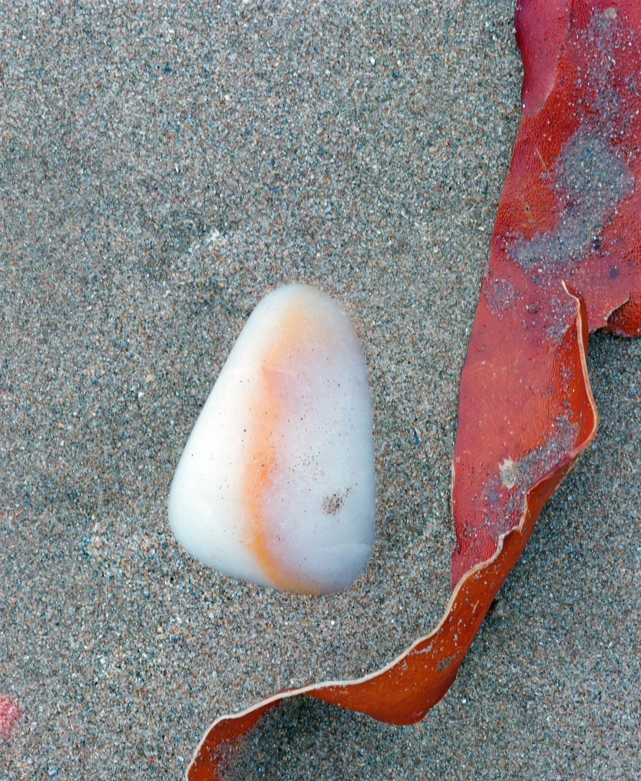 Stone And Seaweed- 077