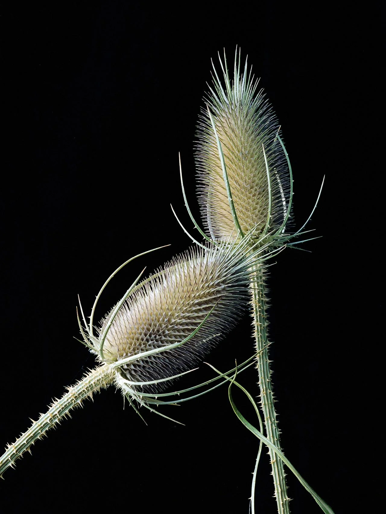 Teasel- 082