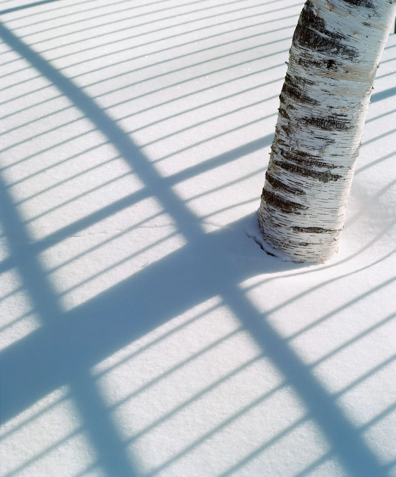 Tree And Shadow- 075