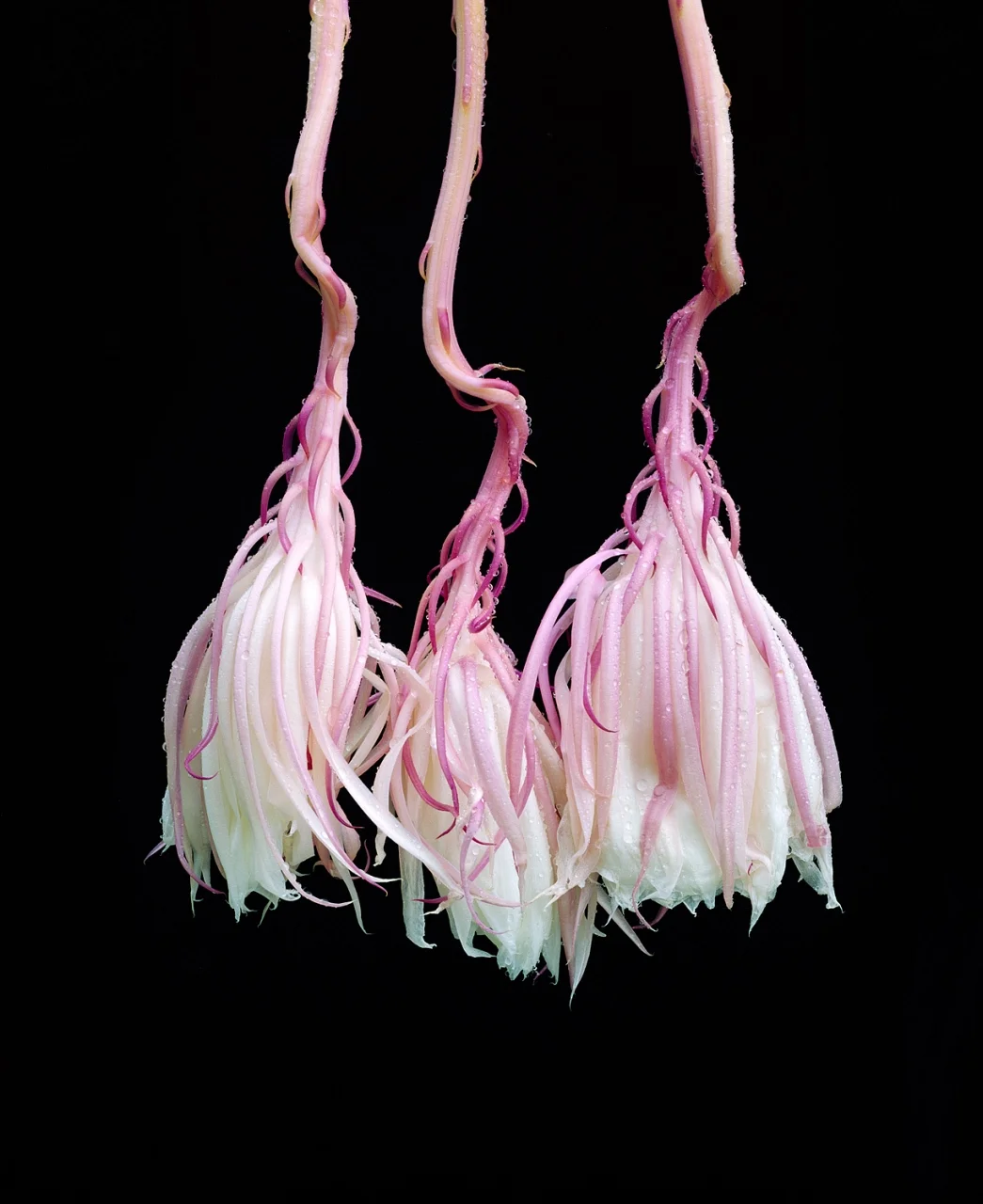 Cereus Composition V- 126