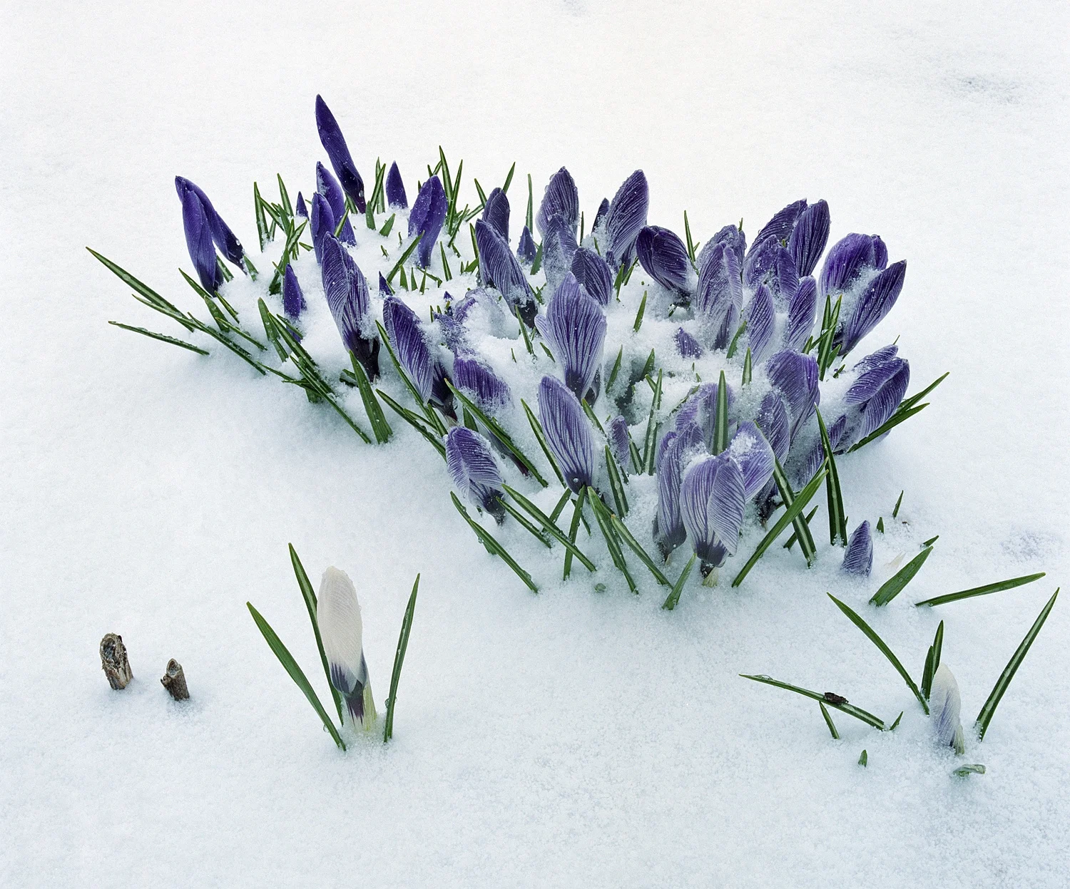 Crocuses In The Snow- 119