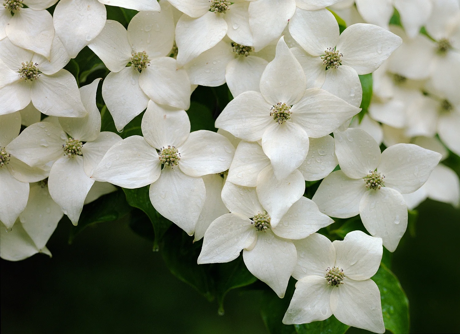 Dogwood- 110