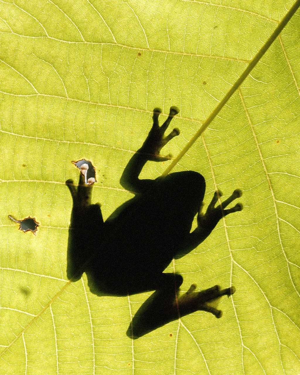 Shadow And Leaf- 139