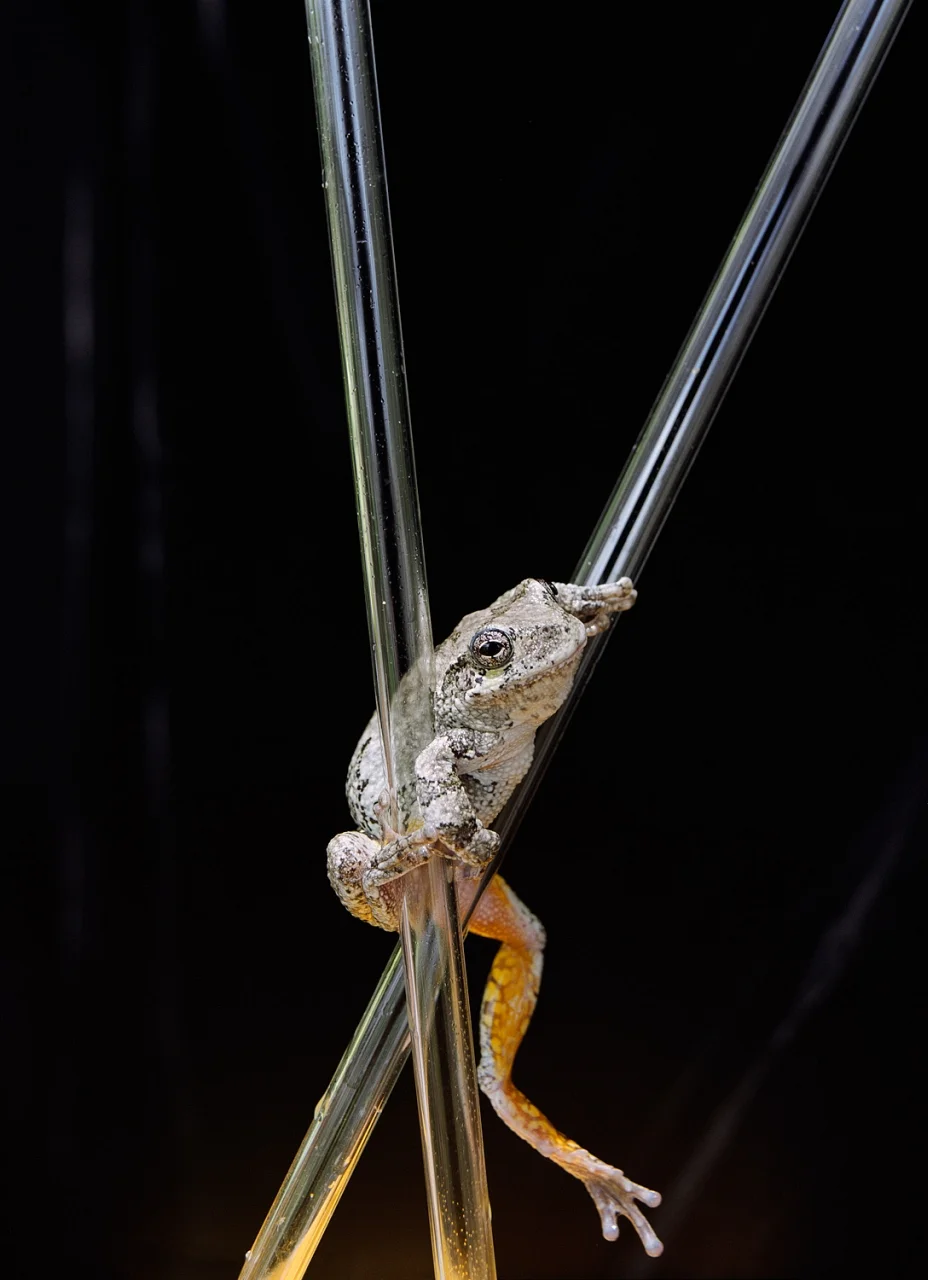 Frog On Glass Tubes- 109