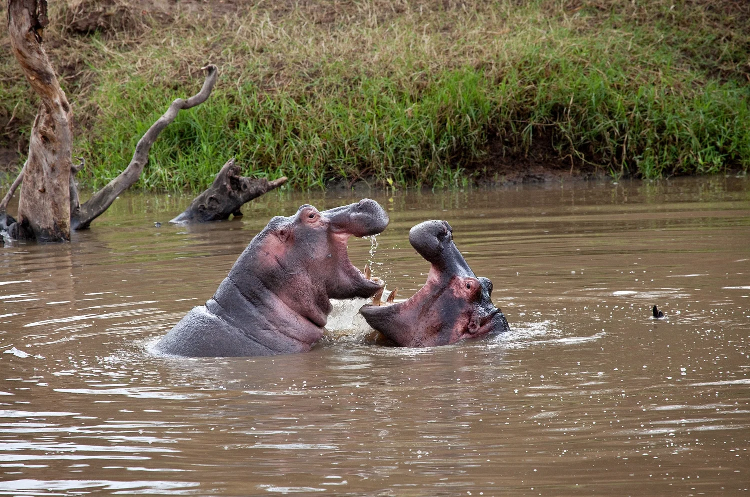 Hippos Jousting- 095