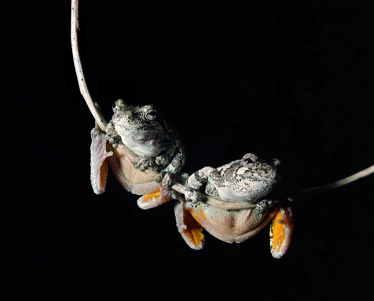 Treefrogs On Limb II- 128