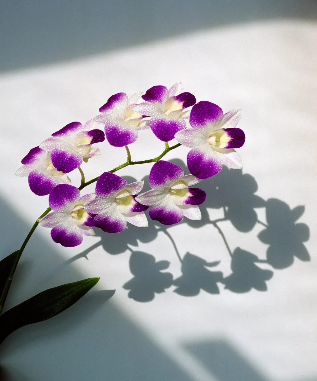 Orchid And Shadow- 152
