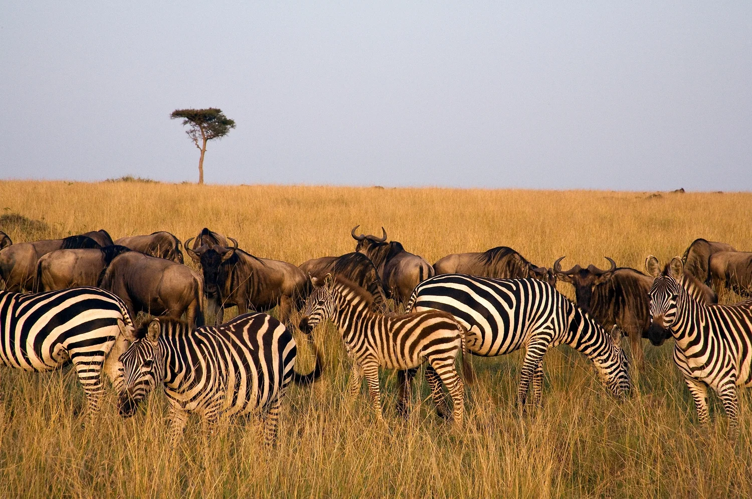 Zebra And Wilderbeest I- 097