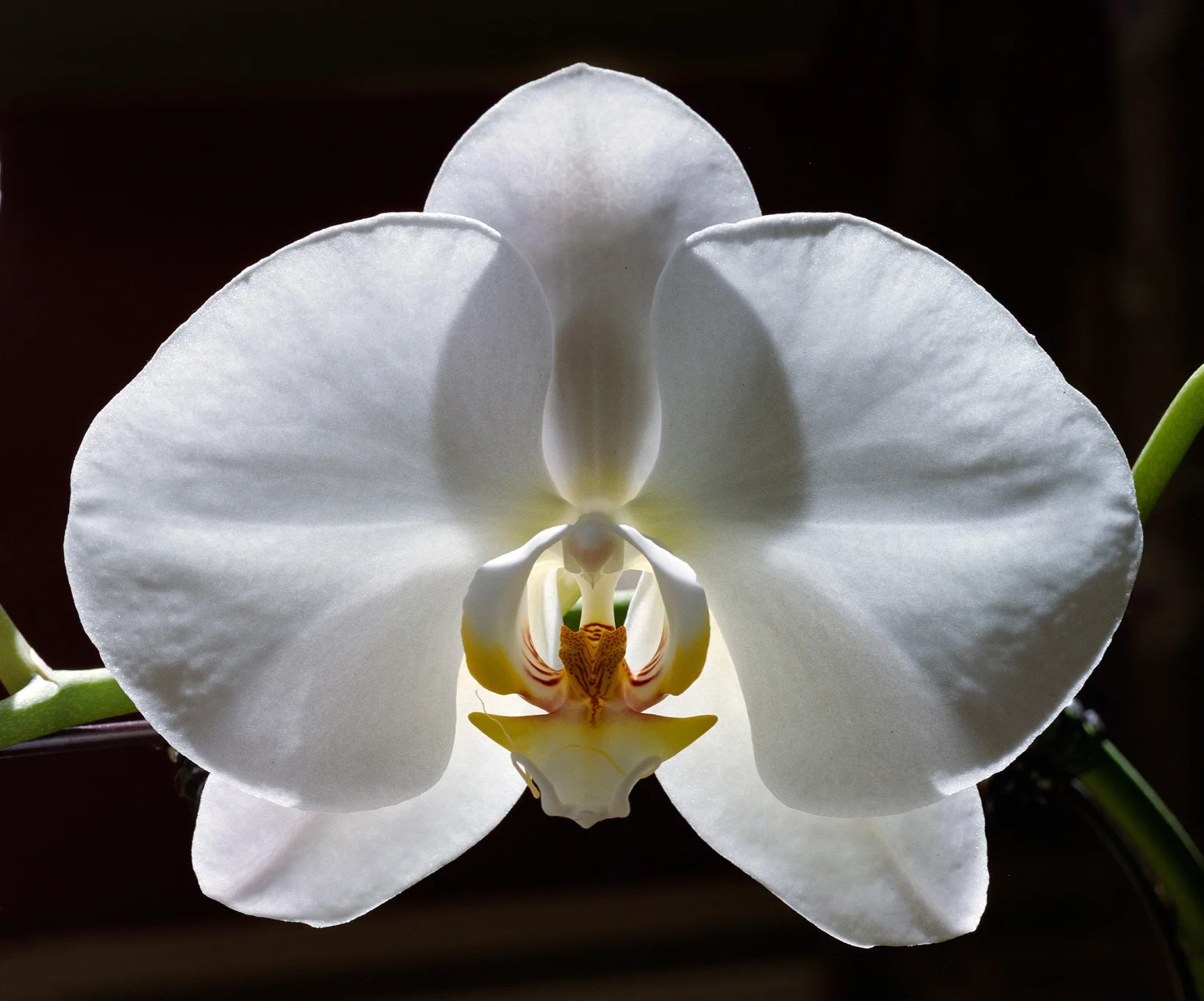 Orchid II- 158