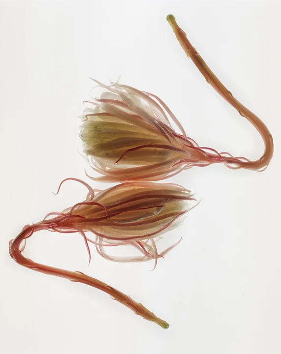 Cereus Composition II- 032