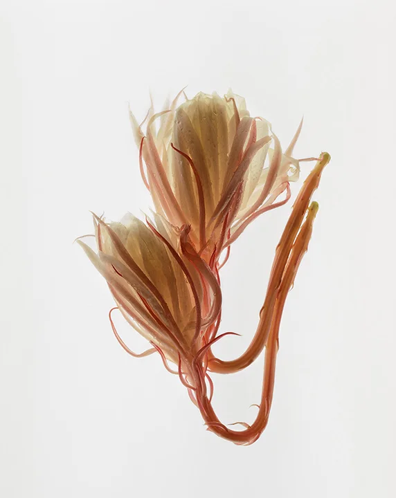 Cereus Composition III- 033