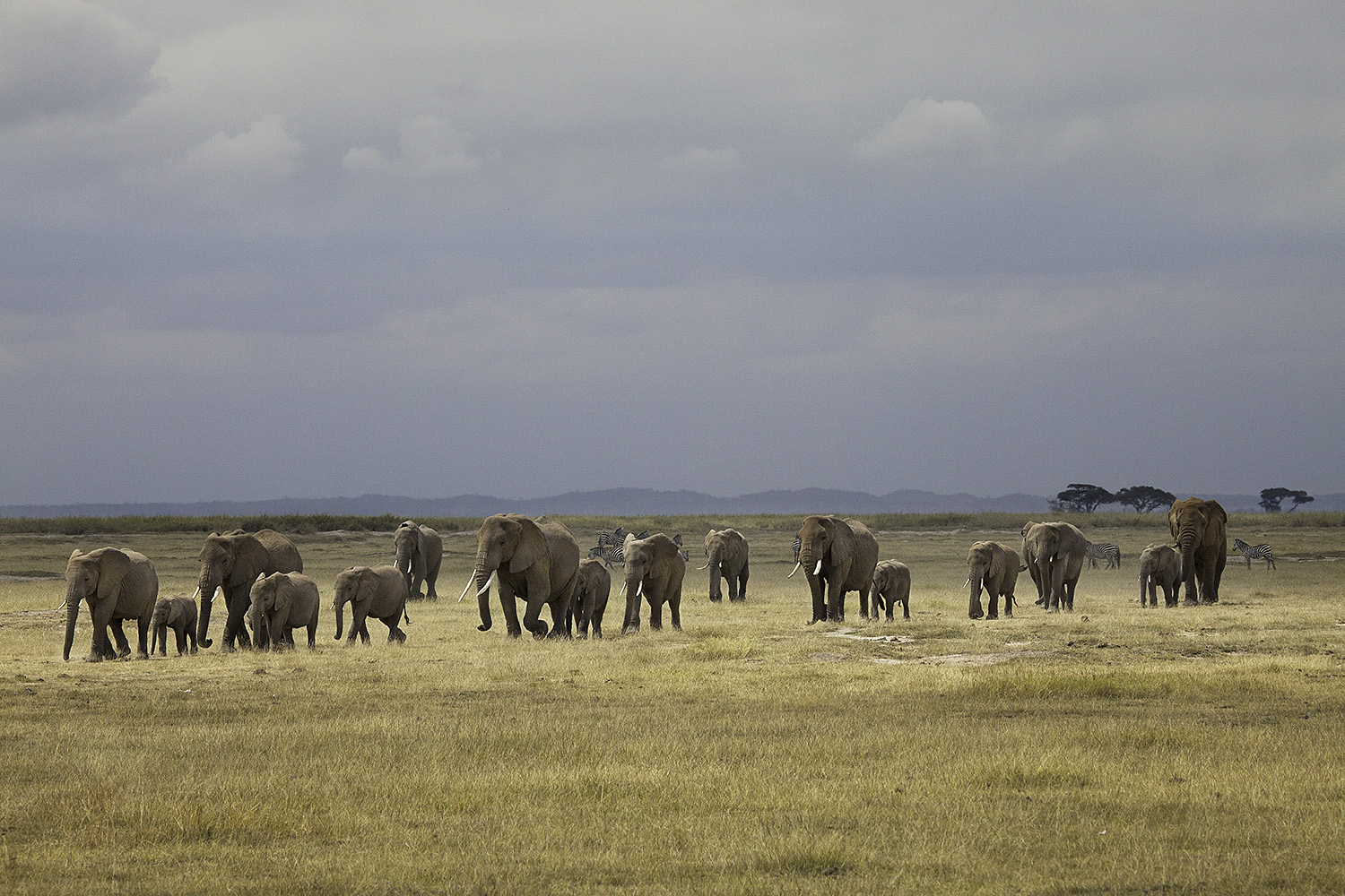 Amboseli Elephants I- 183
