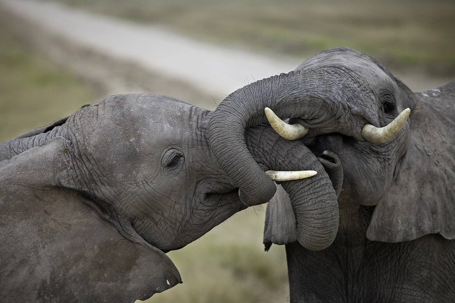 Amboseli Elephants II- 201