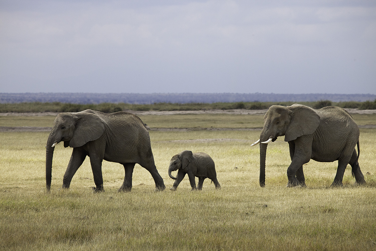 Amboseli Elephants III- 184