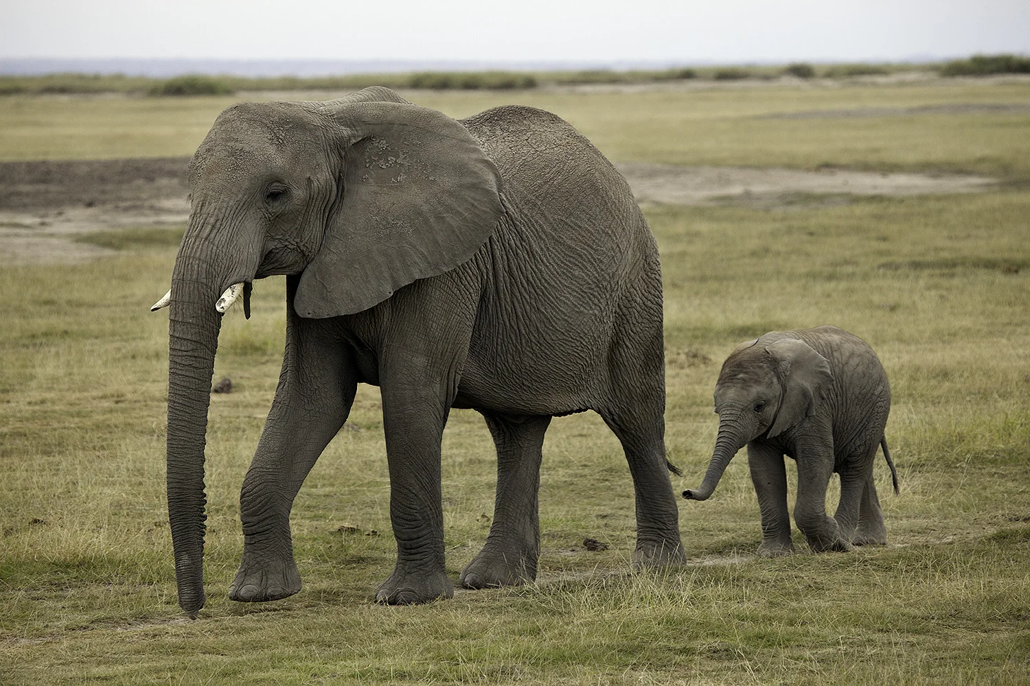 Amboseli Elephants IV- 185