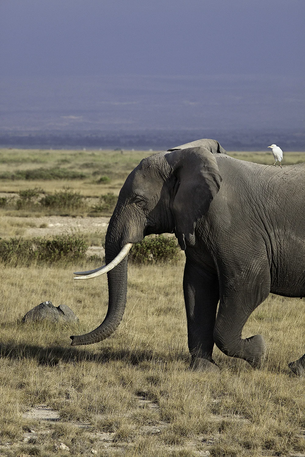 Amboseli Elephants IX- 193